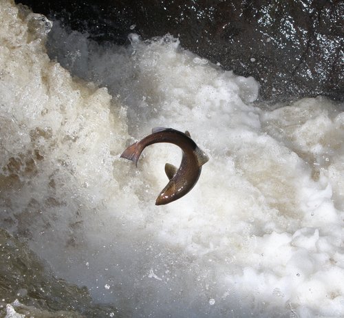 Pesticides are killing off their food, fertilizers are driving algal blooms. They're vanishing into a stinking sludge of sewage, slurry, toxic chemicals in every tiny brook, disease from sewage &amp; fish farms, lice, overfishing, rivers blocked with dams. We need to act now.