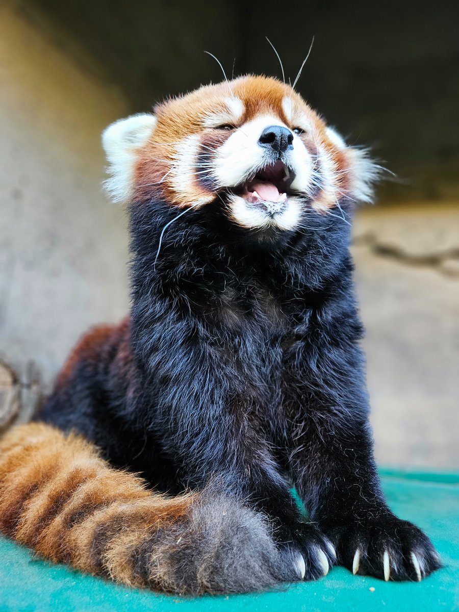 OregonZoo's tweet photo. It's Monday https://t.co/gBd6WQkS3y