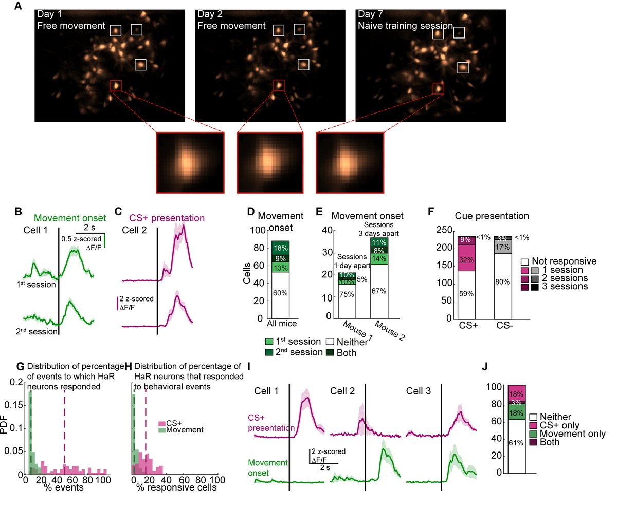 LTiroshi's tweet image. I’m thrilled to share that our latest research, unveiling the unreliability of striatal neural responses through a unique application of sparse labeling, has been officially published!
eneuro.org/content/early/…
@SfNJournals @Yara_Atamna @GoldbergLab @Hujimed 
Key findings 🧵