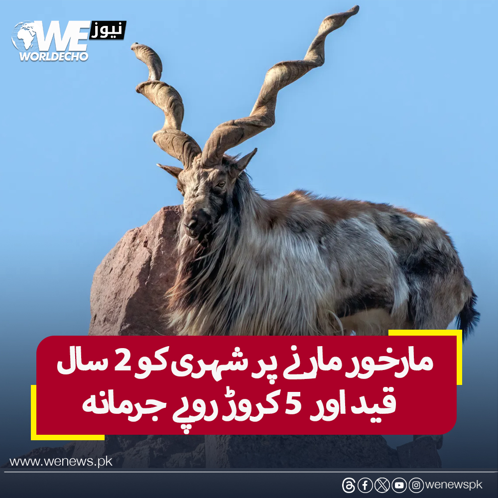 WENewsPk's tweet photo. گلگت بلتستان: مارخور مارنے پر شہری کو 2 سال قید، بھاری جرمانہ
#WENews #Markhore  #GilgitBaltistan 
مزید جانیں: https://t.co/wxutkxZc7A https://t.co/tcAUnqsmaz