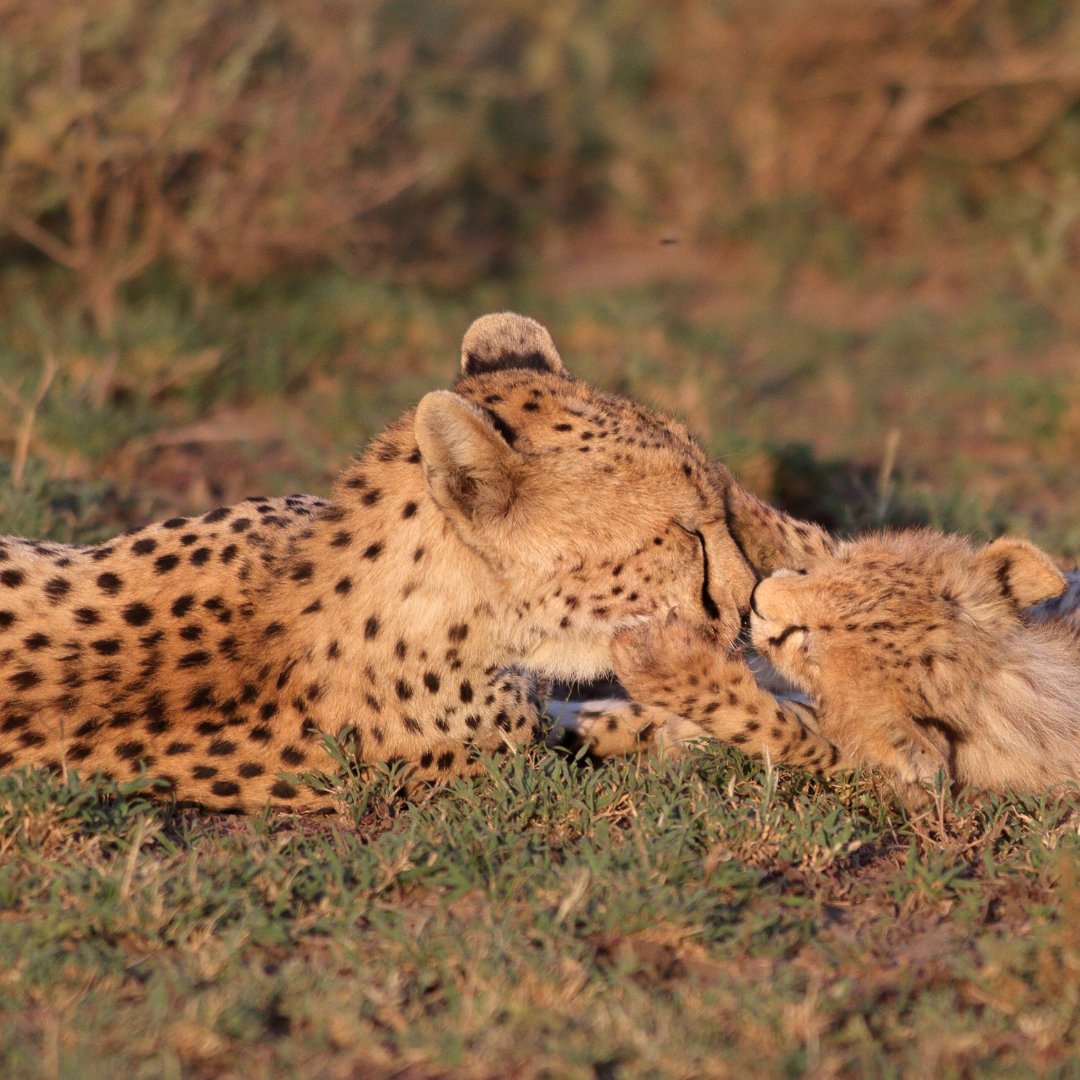 CCFCheetahUK's tweet image. Here is a special moment between a cheetah and her cub to brighten up your day! 🌅🐆

#CheetahConservationFund #cheetahconservation #cheetahcub #cheetahs #wildlifephotography