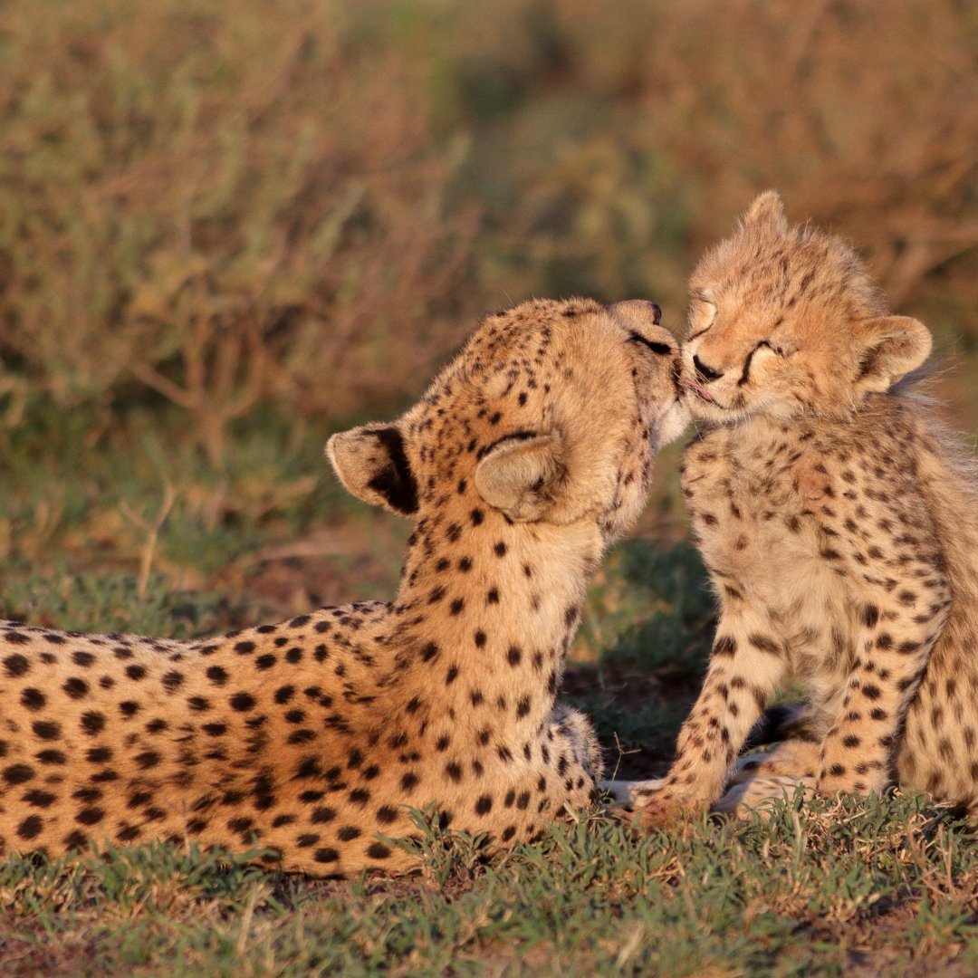 CCFCheetahUK's tweet image. Here is a special moment between a cheetah and her cub to brighten up your day! 🌅🐆

#CheetahConservationFund #cheetahconservation #cheetahcub #cheetahs #wildlifephotography
