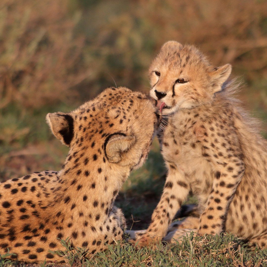 CCFCheetahUK's tweet image. Here is a special moment between a cheetah and her cub to brighten up your day! 🌅🐆

#CheetahConservationFund #cheetahconservation #cheetahcub #cheetahs #wildlifephotography