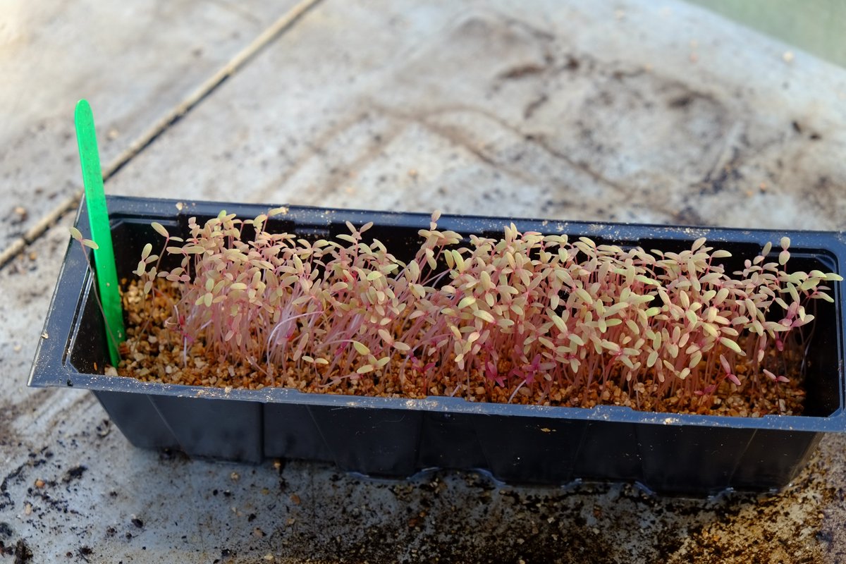 Joy Michaud tweet media