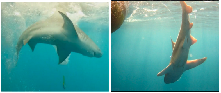 EM4Fish's tweet image. This month we're featuring Carole Neidig's team at @MoteMarineLab's  Center for Fisheries Electronic Monitoring.  and the multiple projects they're engaged in. It's quite a portfolio! Plus, #sharks! @NOAAFisheries @lgerbrett #EM4Fish
bit.ly/3uLT4yv