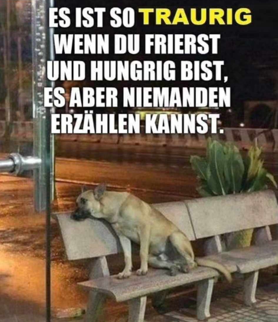 WIE TRAURIG! 😪
Tiere zählen auf unser empathisches Handeln. Füttert hungrige Tiere, spendet an Tierheime, unterstützt Projekte für Strassentiere und adoptiert Tiere aus dem Tierschutz!