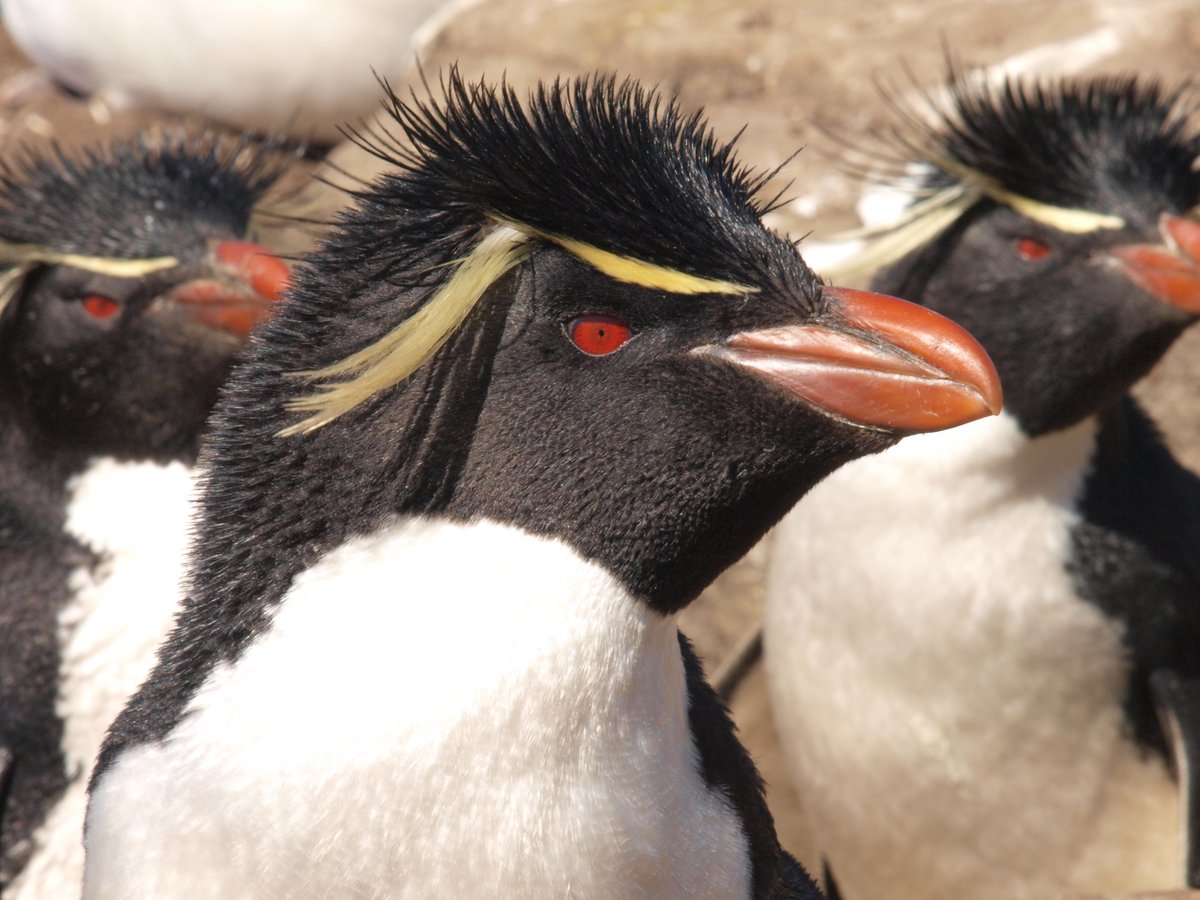 Exciting @QUADRATdtp PhD opportunity linking animal movement and anthropogenic change on #rockhopper #penguins around the #Falkland Islands with myself, @PaulCaplat, @BEScott_abdn @al_baylis and the @SAERI_FI team. More info at shorturl.at/eopP6