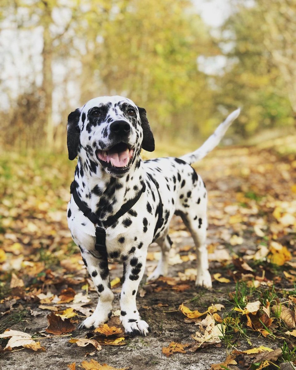 dog_rates's tweet photo. This is Dino. He may look like a Dalmatian at first glance, but he likes to remind people that not everything is so black and white. 13/10 https://t.co/PmBNgBcSwq