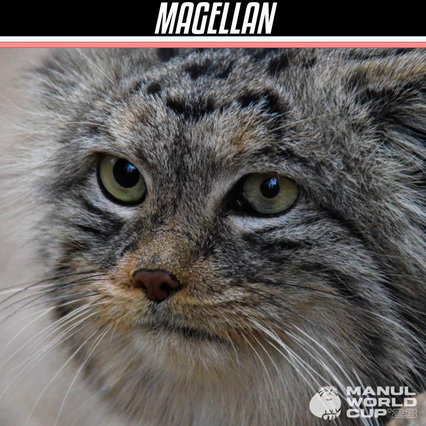 DailyMantle3's tweet image. Final - Magellan 🇵🇱 vs Bol 🇯🇵