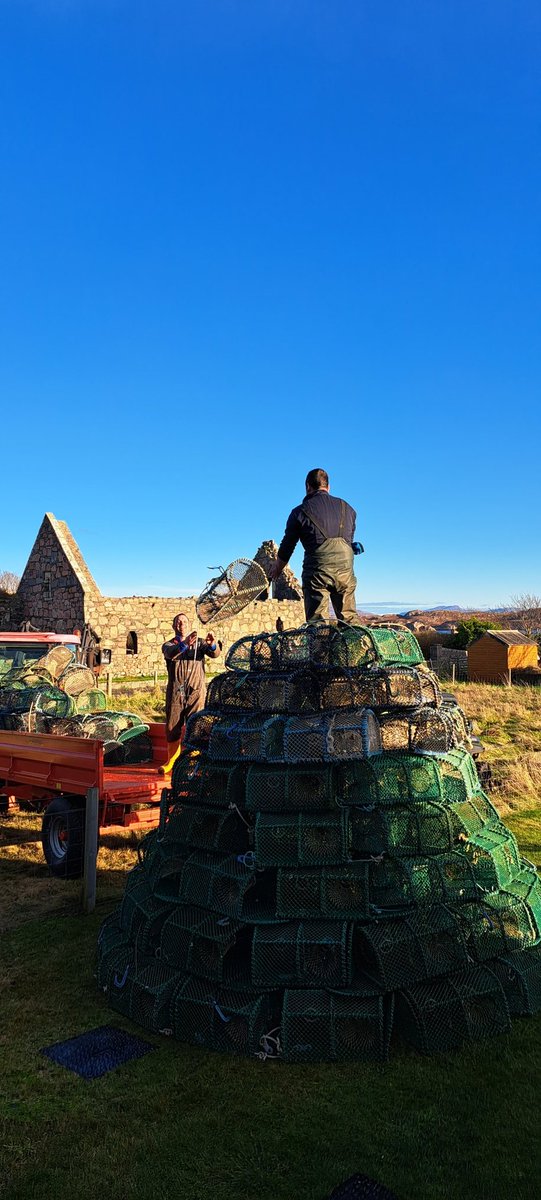 FinMacD's tweet photo. Creel Tree 2023, our biggest erection yet! #belongtoiona #creeltree #iona @g_tindal @macinnes_john @ionaseafood @ionacraftshop https://t.co/A2rYk8WWcB