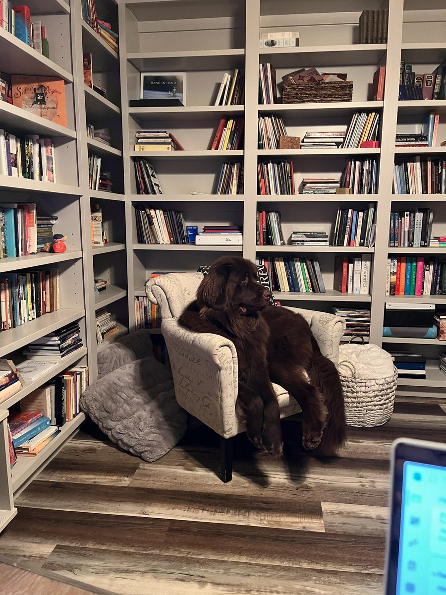 This is Amelia. 

I’m seeking a caption.

#writingcommunity #poetrycommunity #newfoundlanddogs