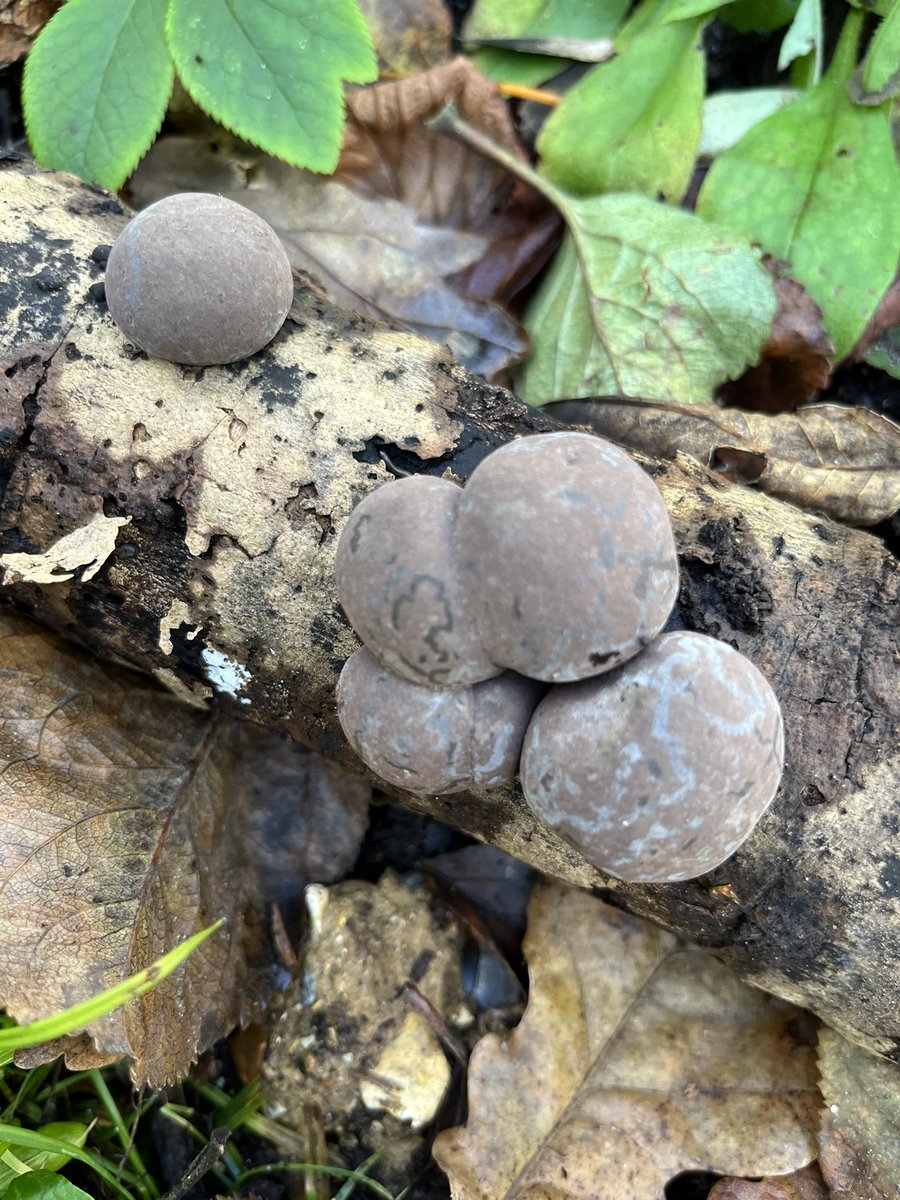 Another fab #fungi I found today whilst gardening at work. Are they young king Alfred’s cakes? #MushrooMonday #gardening