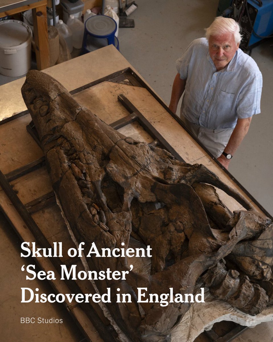 A six-foot-long skull found in southern England appeared to be from a pliosaur, an ancient ocean predator known as the largest carnivorous reptile to ever live. The fossil with no bones missing, is the “discovery of a lifetime,” one expert said. nyti.ms/3NoxZAR