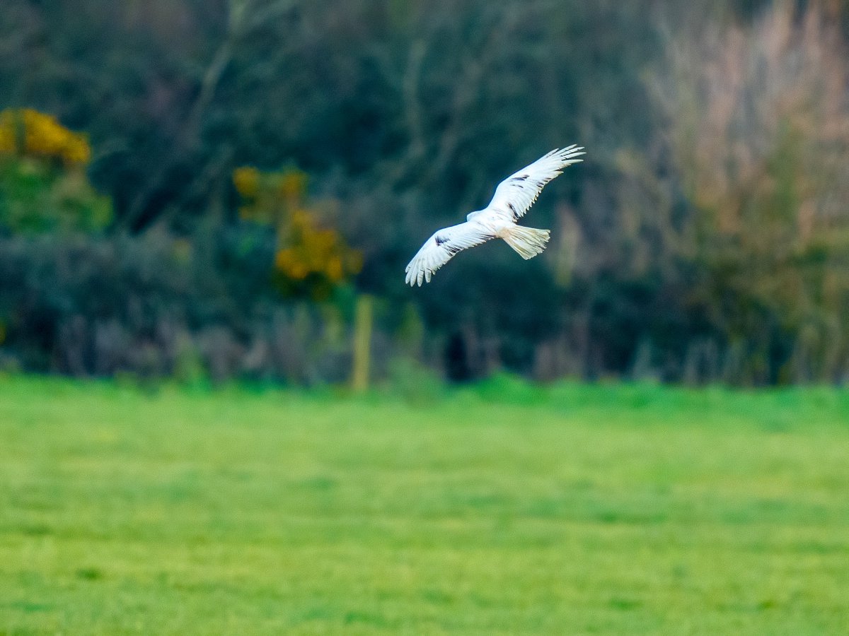 Leucistic White Hen Harrier, chuffed to see this beautiful and rare bird yesterday for a brief few seconds.. #henharrier