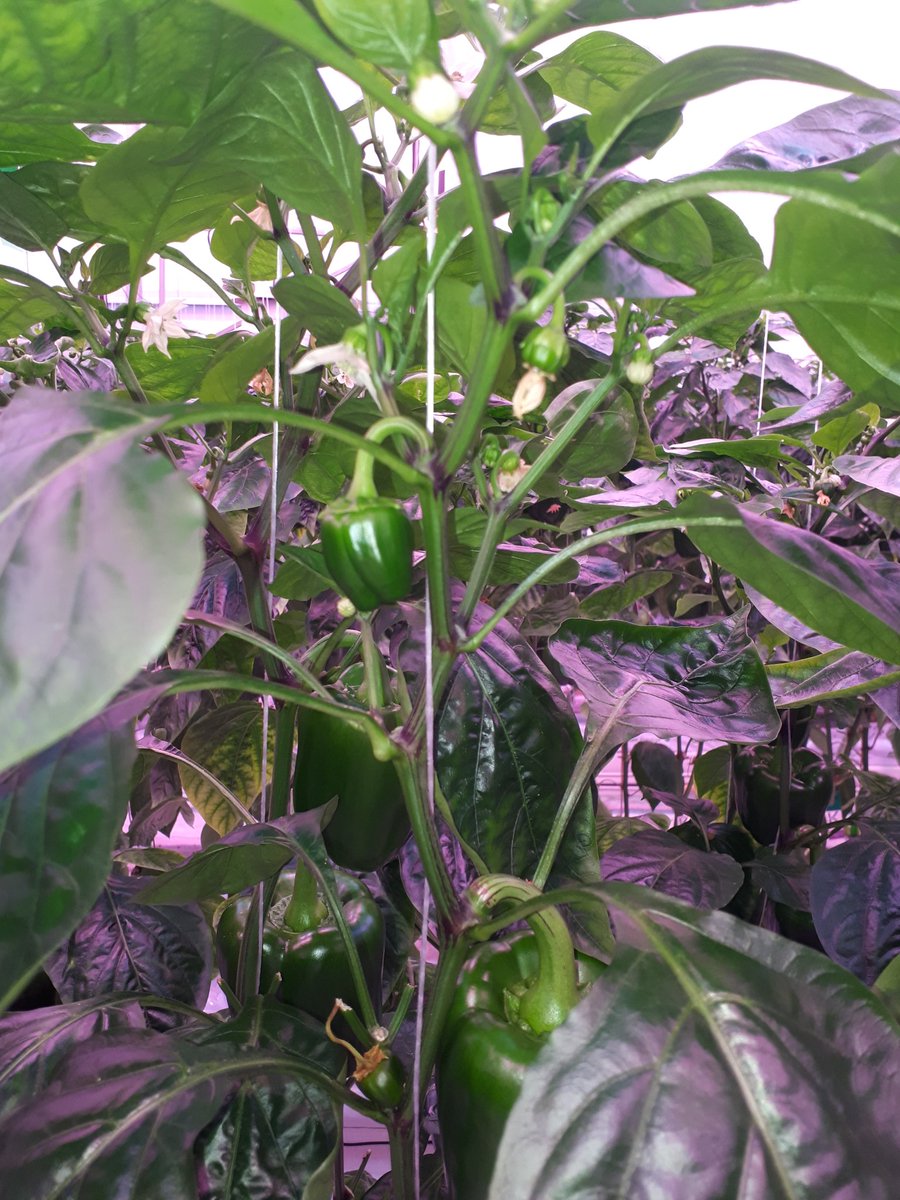 Belichtingsproef paprika. Nadat er vorige week iets meer dan 1 kg per m2 is geoogst, heeft het gewas daar goed op gereageerd, door weer wat meer zetting te laten zien. De strekking in de kop begint o.i.v. het hoge percentage kunstlicht wel af te nemen.