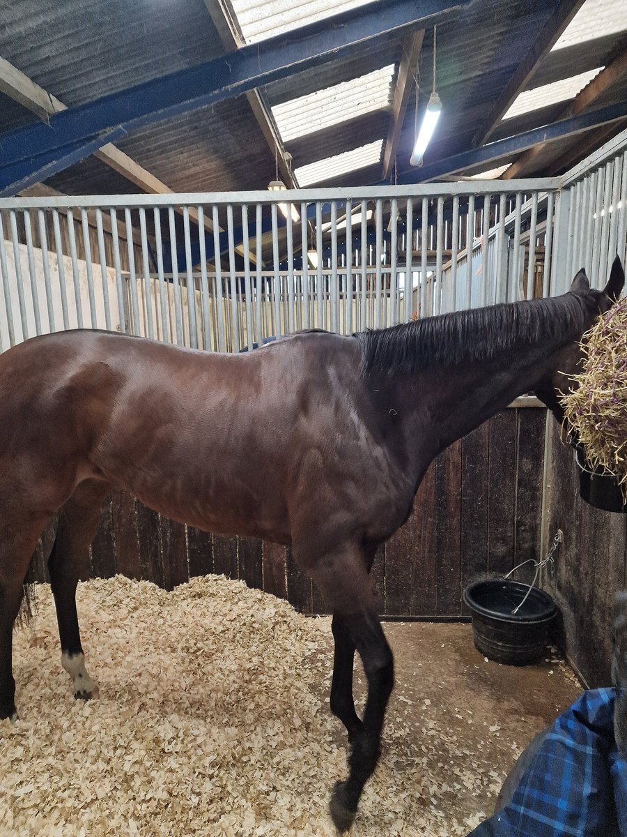 Our JILLY COOPER tucking into her evening meal! Really settled in with @phil_makin_, we hope to have her out boxing day so if anyone fancies a share and a festive trip out to the races pls DM me for info. Rated 79 we have some nice plans for this girl!