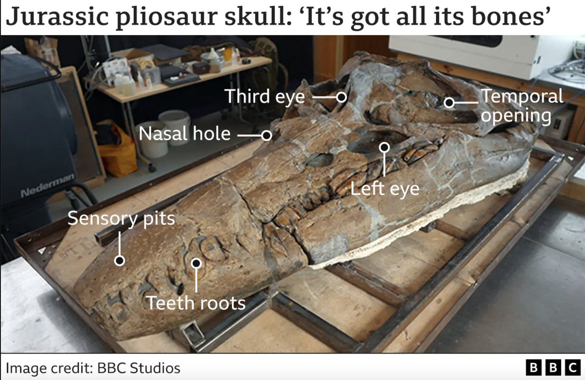 This skull belongs to a pliosaur, a ferocious marine reptile that terrorised the oceans 150 million years ago. It was found in a cliff along the UK's Jurassic Coast.

This "spectacular" find is giving new insights into this ancient predator

🎧 bbc.in/486V1E0