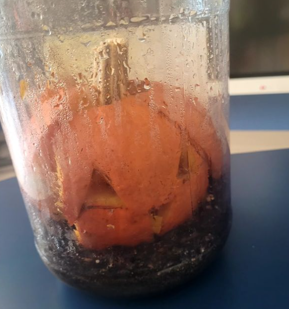 SchoolMcgivney's tweet photo. Introducing "Decomposing Jack". Class
2 has been making predictions and lots of observations
in how our jack o lantern is composting back into dirt.
#fdkscience #ecoschool @jmsa_kinderwonder https://t.co/guzirU1Tt1
