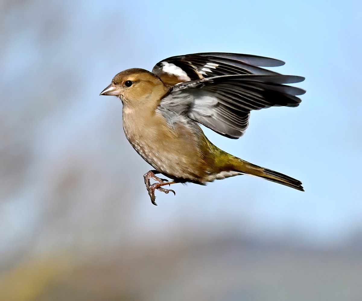 CarlBovisNature's tweet photo. Female Chaffinch! 😀
 Taken last weekend at RSPB Greylake in Somerset. 🐦 https://t.co/hRbkAwwryA