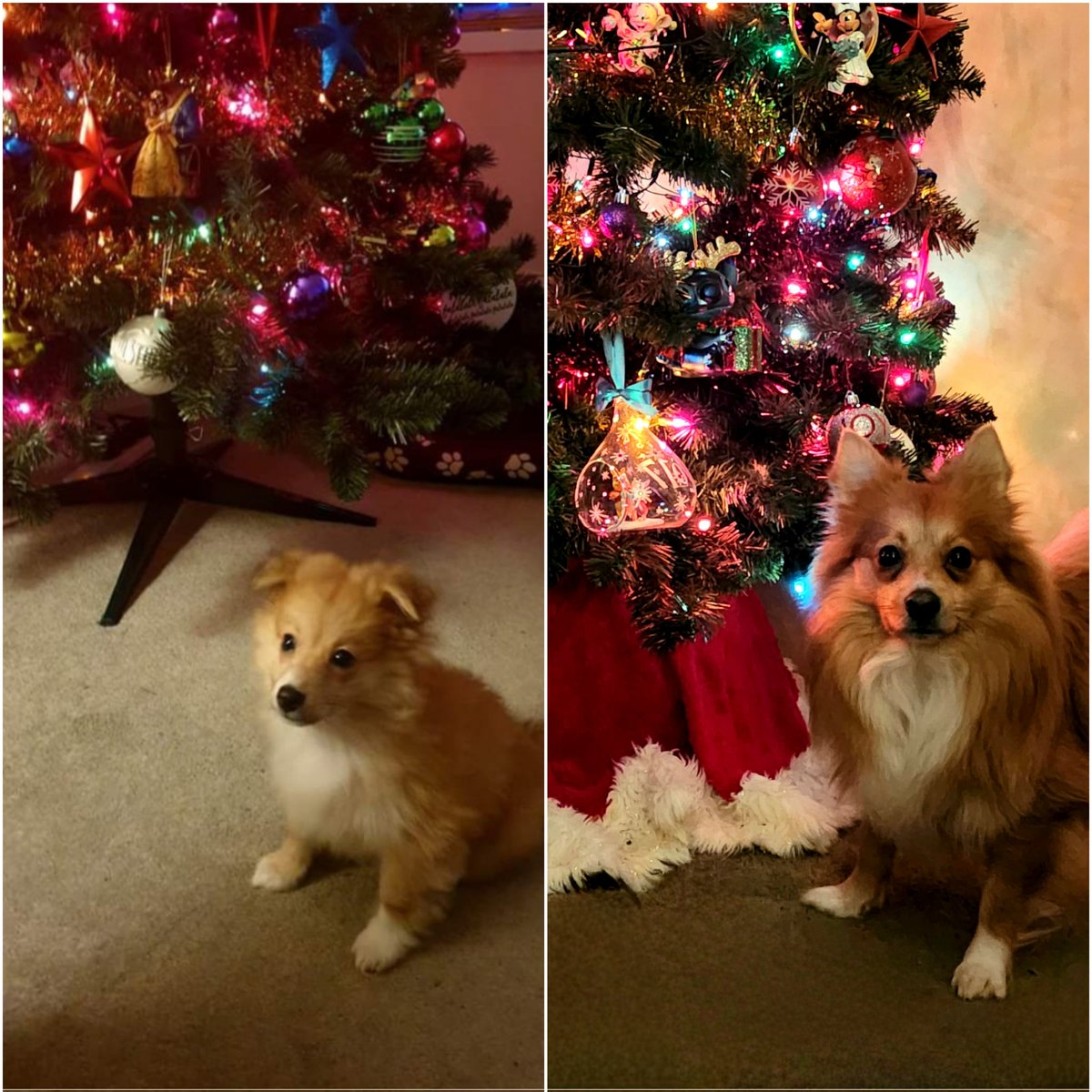 2020 》 2023 ❤️ 

#northwest #love #home #lifestyle #cumbria #lakedistrict #family #travel #life #couples #disneyfamily #husbandandwife #dogmom #adventure #dailylife #ukfamily #northwest #christmas2023 #christmasdecorations #dogsatchristmas #pomsatchristmas #pomterrier