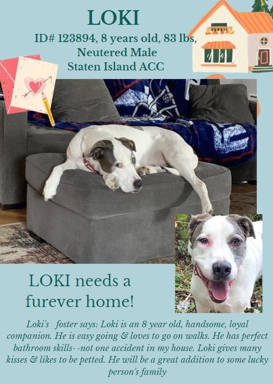 #NYCACC 🎄Loki looks like he’s gonna be your lounge buddy and who doesn’t need one of those? Please welcome this fine fella ❤️ into your life and home 🏡 #Foster #Adopt #RT #SaveAShelterDog

nycacc.app/browse/123894