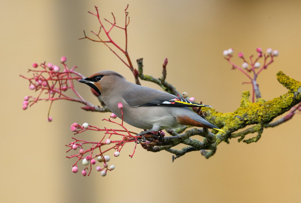 After a slow start this morning looking for snow buntings and found none, I headed over to Rendlesham village to see if I can find the Waxwings. After about an hour they turned up but they disappeared to a private garden. Fortunately they returned to the small tree by the school.