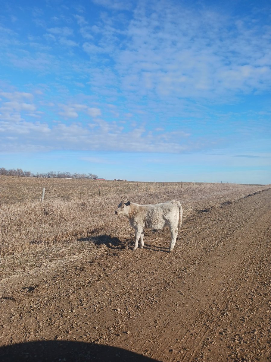 Had a visitor here at the EN04/EN14 grid line...