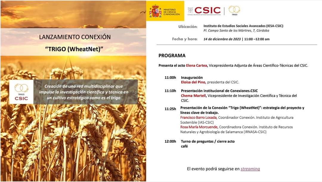 #WheatNet #ConexiónTrigo: Jornada de lanzamiento 
📅 14 diciembre 
📍IESA-CSIC (Córdoba) y online 💻🔗 ow.ly/5Kao50QeXtx
#CSIC #ConexionesCSIC #Trigo