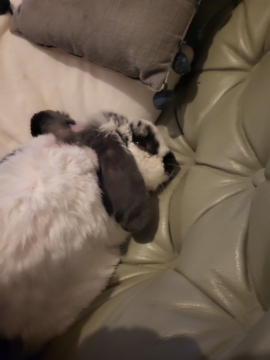 My rabbit is asleep on the sofa. Such a good boy #rabbit #RabbitCommunity