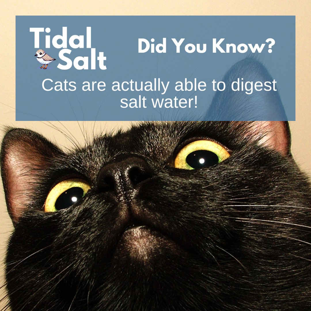 Though we DO NOT recommend giving your cat seawater, it’s an interesting fact to know. Their kidneys can process the salts and minerals in seawater. The pirate’s perfect companion!! 

#seasalt #cats #novascotiaseasalt #fleurdesel #novascotia #antigonish #tasteofns #tastethetides