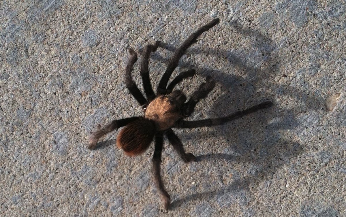 WANTED: Utahns who have seen this tarantula or ones like it this fall. I've heard rumors they are more prevalent this year, but I'm trying to find people who have first-hand experience with them. Please please please let me know🕷️