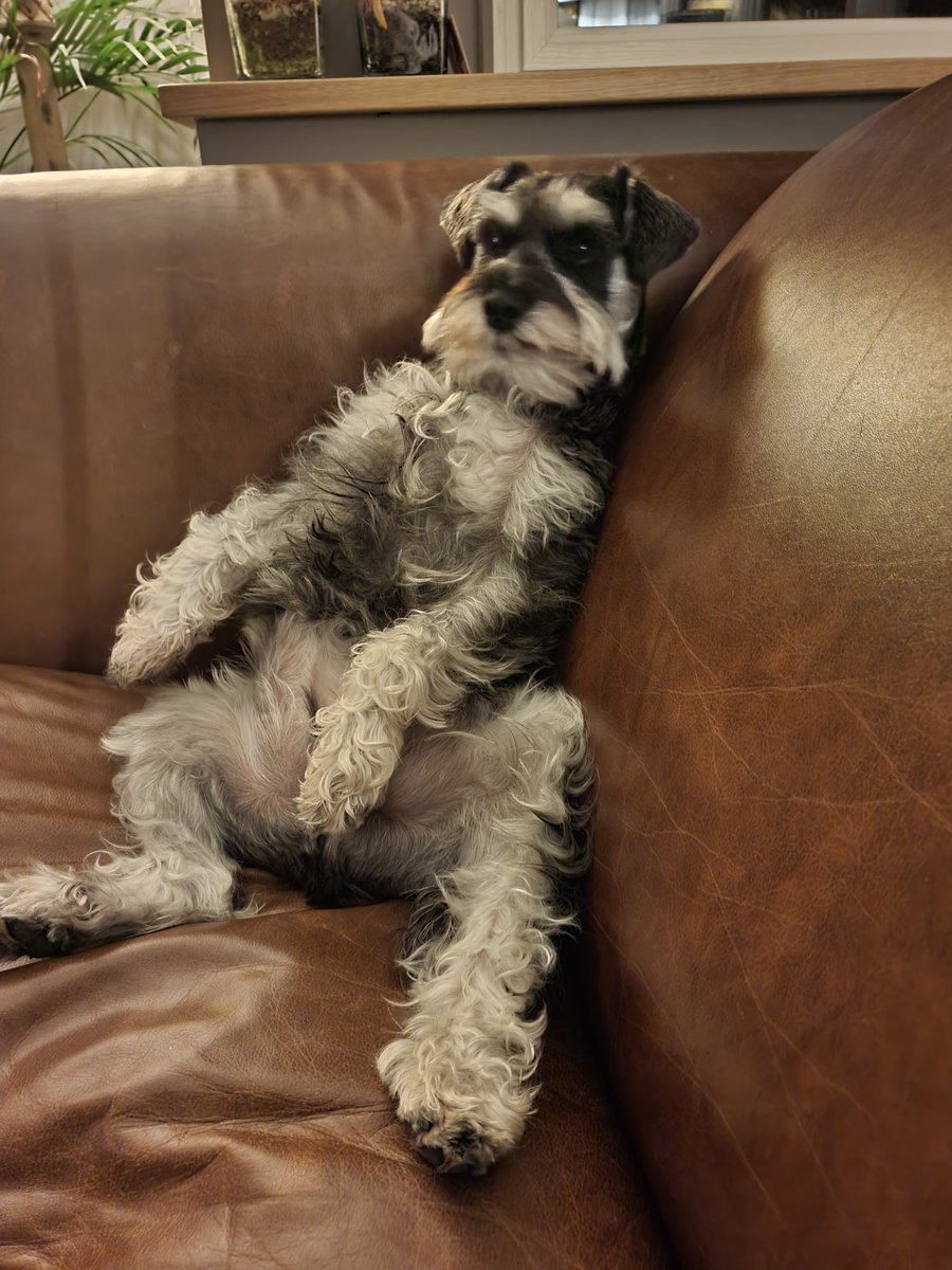 Ivy watching her first Christmas movie 😂🎄

#miniatureschnauzer #miniatureschnauzersofinstagram #minischnauzer #justchillin #christmasmovie #christmasvibes #chillin #adogslife #hardlife #cosynightin #lifeofadog