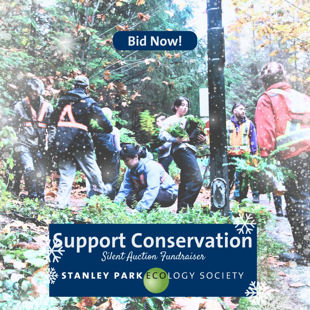 The winter campaign is nearly over! ❄️❄️🌲🌲🌡️🌡️ Check on your bids now! can.givergy.com/stanleyparkeco… Support Invasive Species Removal in Stanley Park, Win Prizes. Funds raised from the auction will help to preserve the integrity of Stanley Park's Forests.