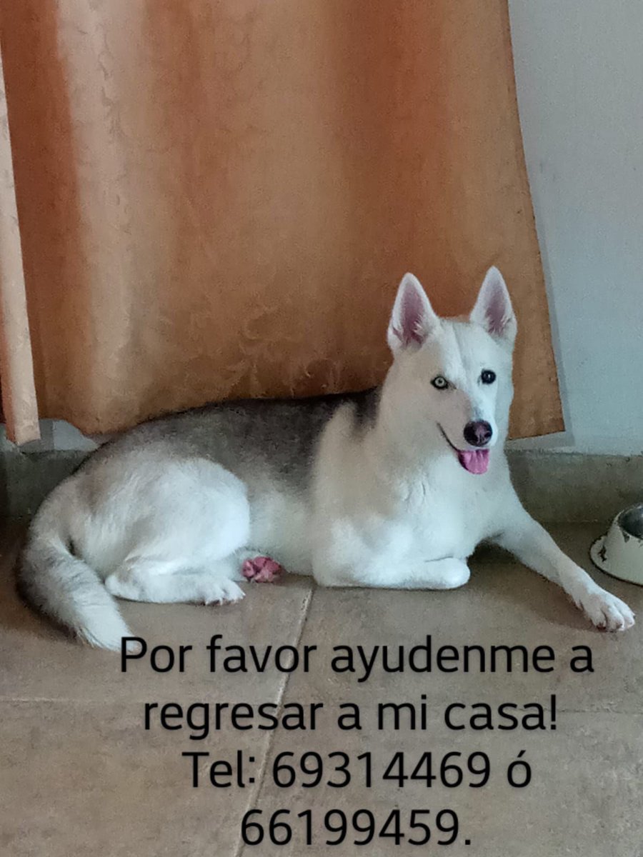 🔴Pérdida en San Antonio y vista en el área de Villa Lucre. 

Si la has visto 📞 

6931 4469
6619 9459

Por favor compartir ⤵️