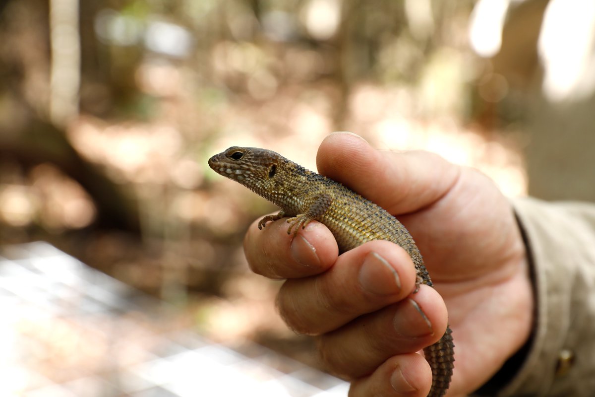 QldEnvironment's tweet image. DES staff have released 14 more critically endangered Nangur spiny skinks into the wild as part of a recovery program that is bringing these lizards back from the brink of extinction.
Read more here: bit.ly/3NnsdPR