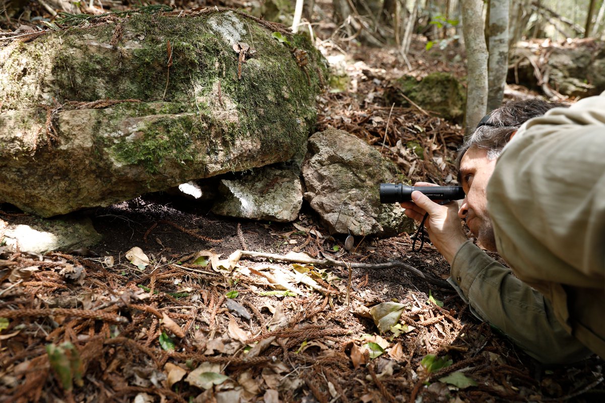 QldEnvironment's tweet image. DES staff have released 14 more critically endangered Nangur spiny skinks into the wild as part of a recovery program that is bringing these lizards back from the brink of extinction.
Read more here: bit.ly/3NnsdPR