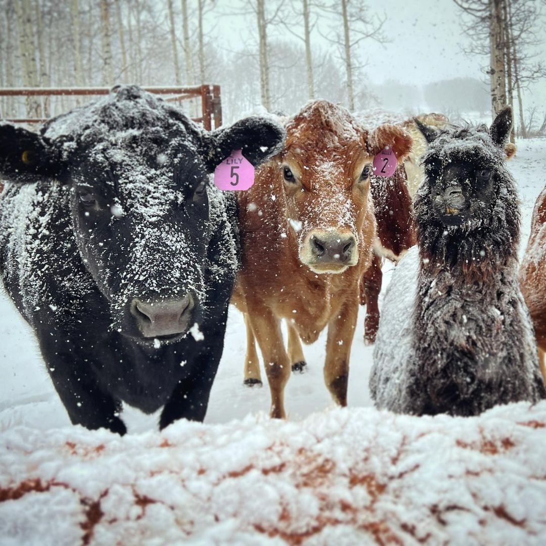 Amber Marshall (@ambermarsh87645) on Twitter photo 