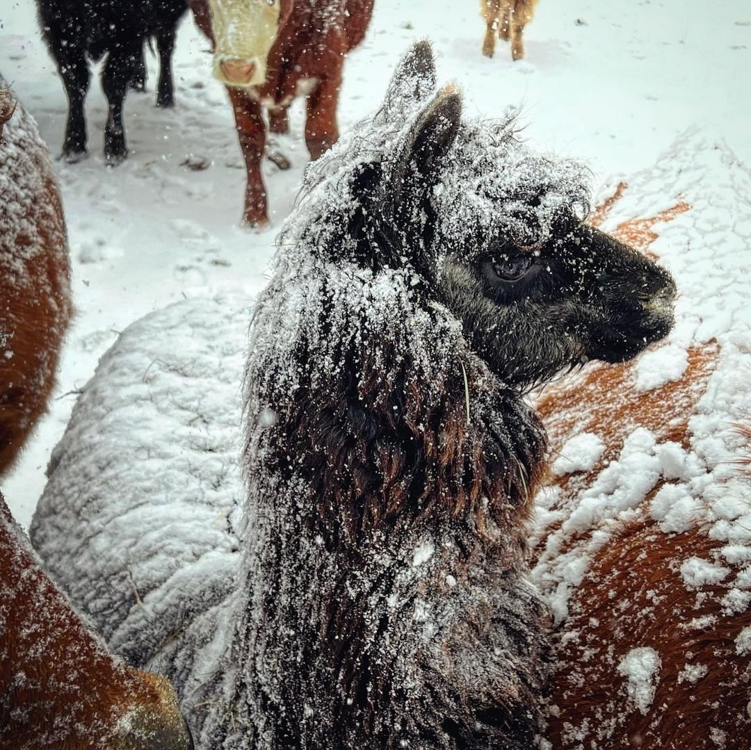 Amber Marshall (@ambermarsh87645) on Twitter photo 