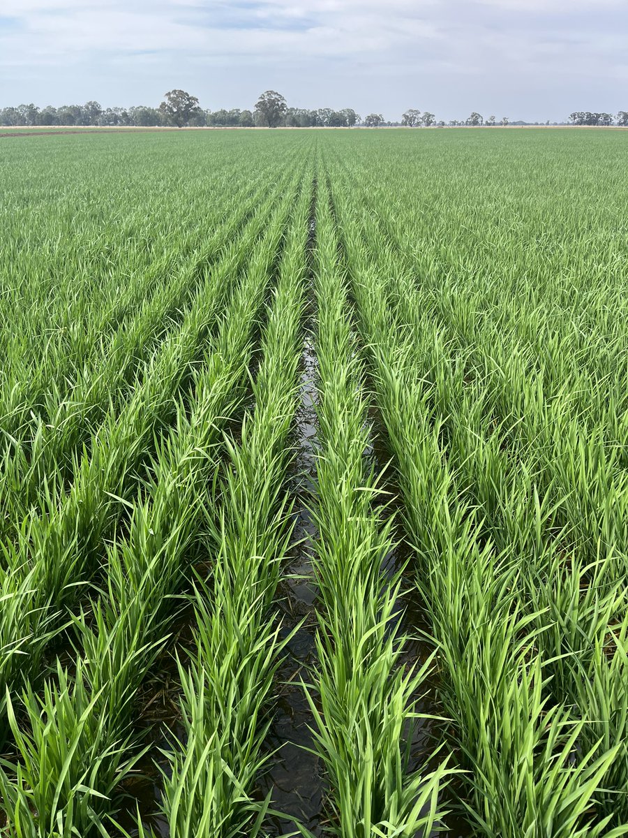 Miranda Rose tweet media