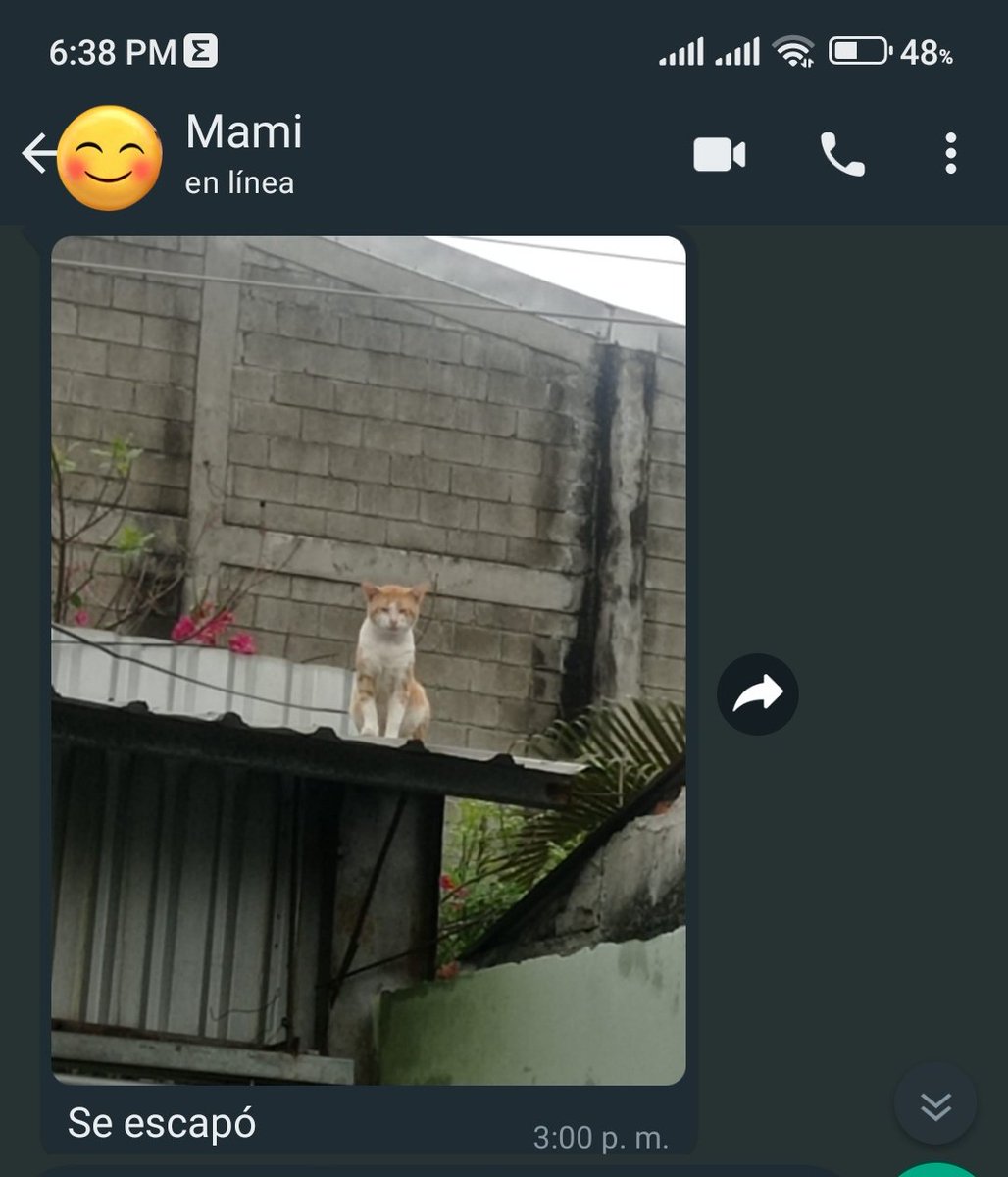 Hoy íbamos a mandar a capar a nuestro gato, y cuando llegaron por el, se escapo y se subió al techo jajaja