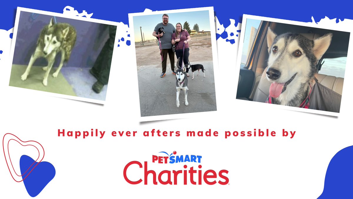 Carly faced euthanasia at BARC, but we stepped in. Thanks to @PetSmartChariTs' support, she found a foster family, blossomed, and now has a forever home in Colorado. Their generosity transforms lives! #ADOPTLOVE #PETSMARTCHARITIES #IADOPTED #PETSMART