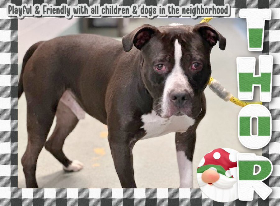 notthesameone2's tweet photo. 🐾2-y/o Thor has it all: kid, cat &amp; dog friendly, playful, housetrained. Anyone for Thor? https://t.co/HjYt7uYlcL https://t.co/RlCmPIiSjg