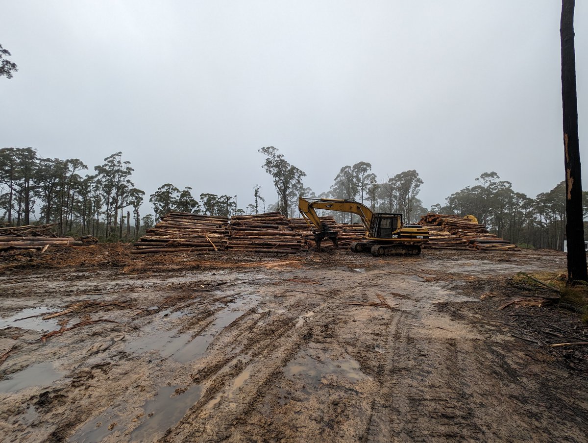 vnpatweets's tweet image. 🧵The continuing saga of tree extraction from the future Wombat-Lerderderg National Park.

@vnpatweets &amp;amp; Wombat Forestcare are extremely dismayed by the sheer volume of habitat @FFMVic is clearing under the guise of fire mitigation.

The forest floor gouged back to bare earth 1/6