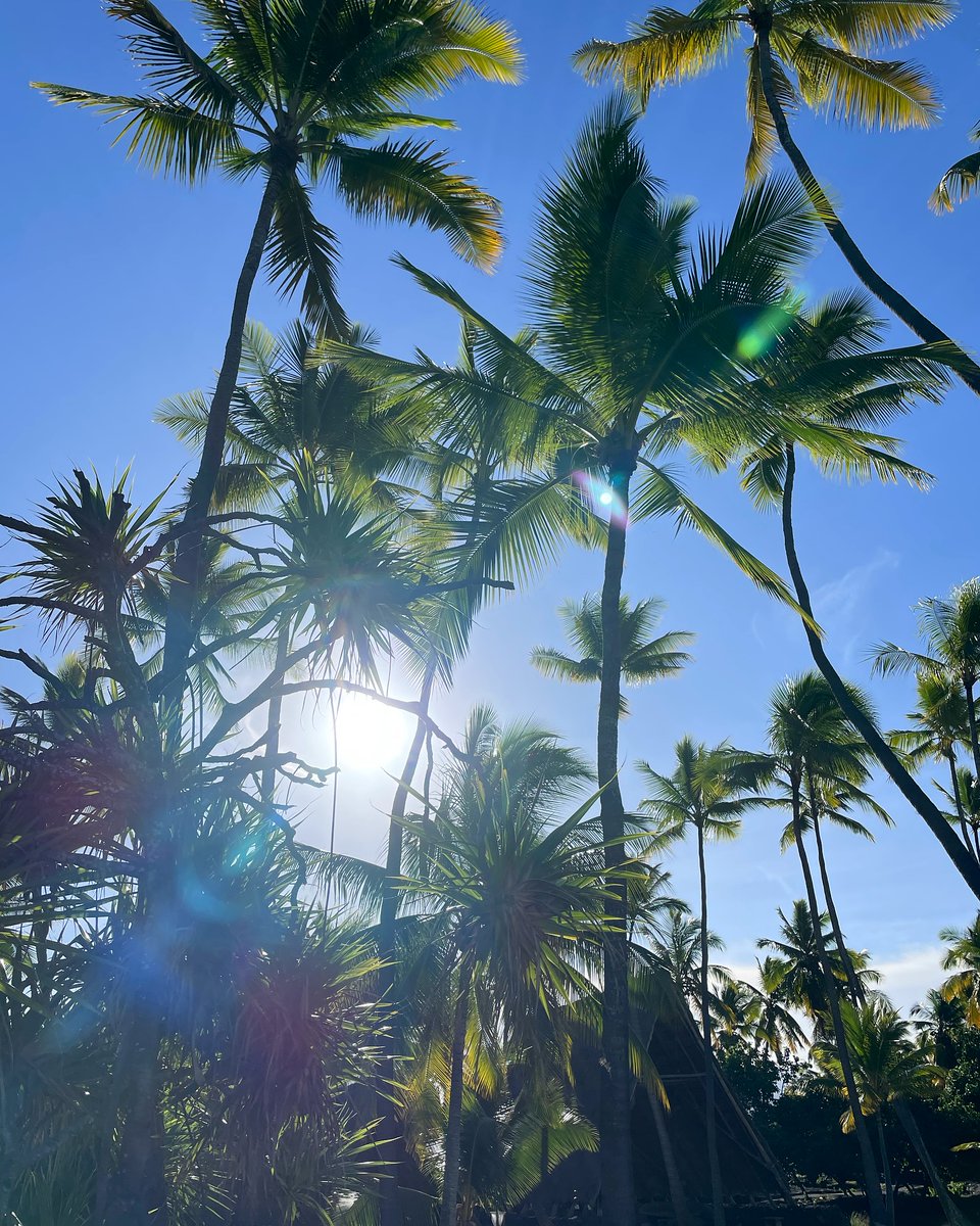 HIPacParks's tweet photo. This dreamy pic is your #MondayMood, thanks to HPPA’s Pete at our Pu’uhonua o Hōnaunau National Historical Park store. On-island? Go experience this sublime place for yourself. Say hi to Pete!
☀️🌴
#mondayvibes #hawaiiparks #winterinhawaii #PUHO https://t.co/oBjh4yUxKc