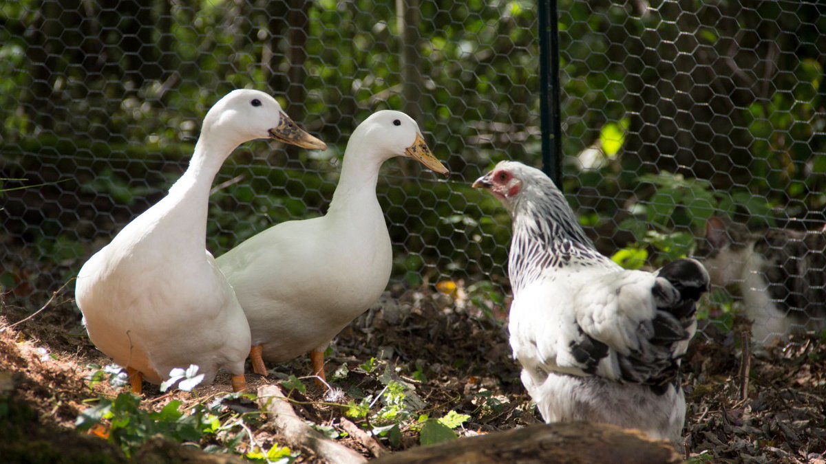 🦆❤️🐔 Unlocking the Mystery: Can A Duck Mate With A Chicken?🤔 Dive into the intriguing realm of interspecies connections with #QuackVsCluck. Nature has its wonders! 🌿🔍 #NatureWonders #DuckChickenLove #Duck #chciken #birds #duckasks