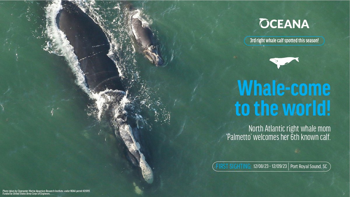 ANOTHER BABY: Congrats to mom ‘Palmetto’ on her sixth known calf! That makes three new North Atlantic right whale babies seen so far this calving season. 

This critically endangered species needs urgent protections. Speak up for the #RightWhaleToSave: oceana.ly/3sdzmLq