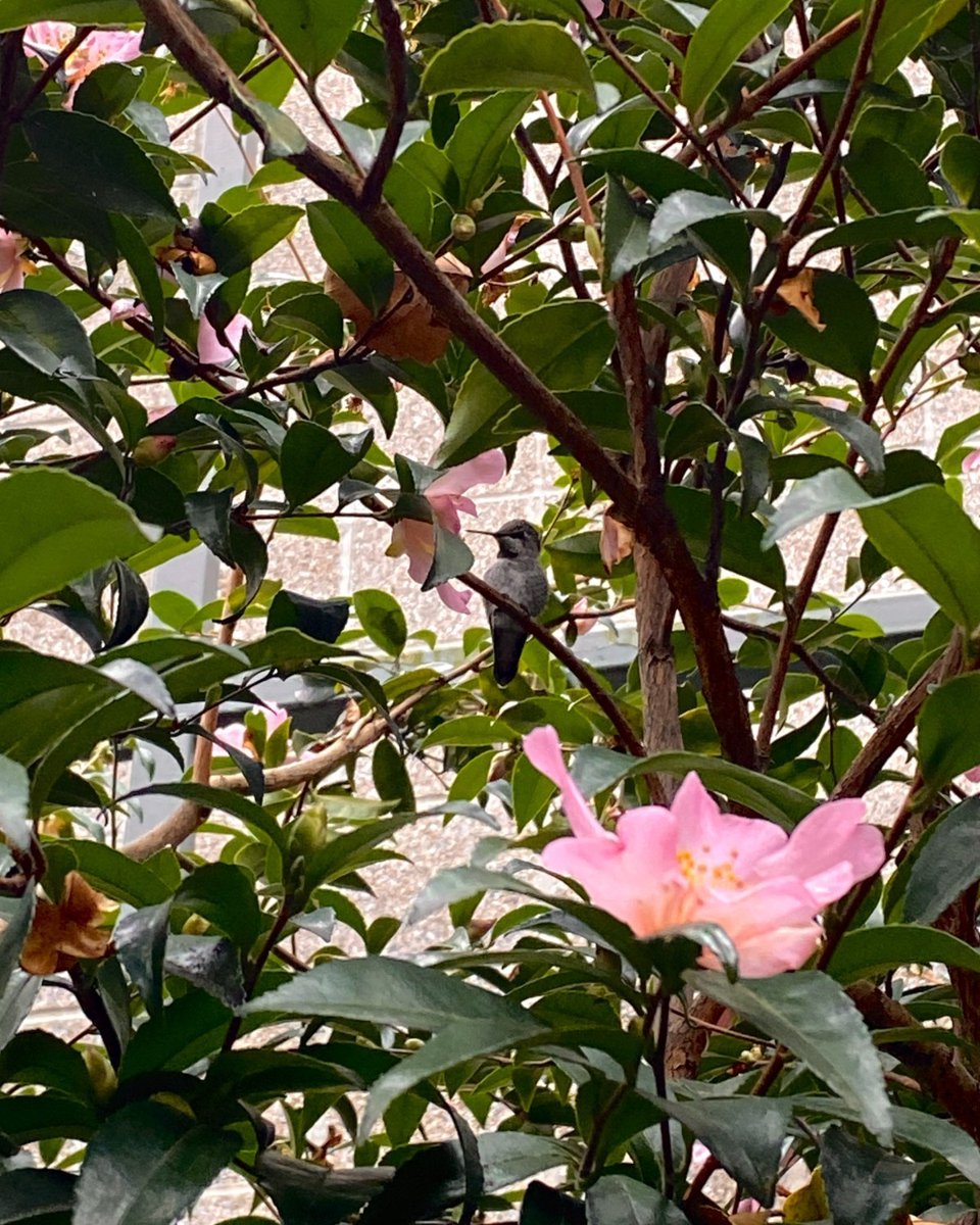 Hummingbirds don’t like to hold still for a photo, but they love the Camellias at the Kobe Bell garden. You can find them there all winter taking shelter in the plants and feeding on the cold weather blossoms. 
#camelliasasanqua #hummingbirds #pnwgardens #wildlifehabitat