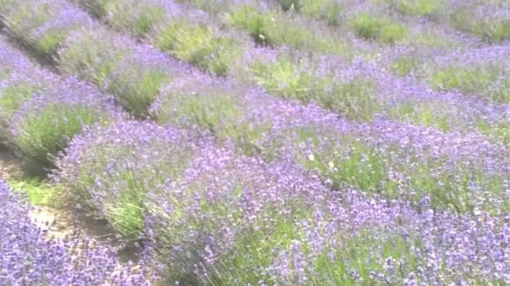 Pompoms Sale San Giovanni July17 #salesangiovanni #langhe #lavande #lavender #lavenderfield #campodilavanda #flowers #country #countryside #countryphotography #fiori #natura #nature #naturephotography #landscape #landscapephotography #viaggi #travel #traveling #travelphotography