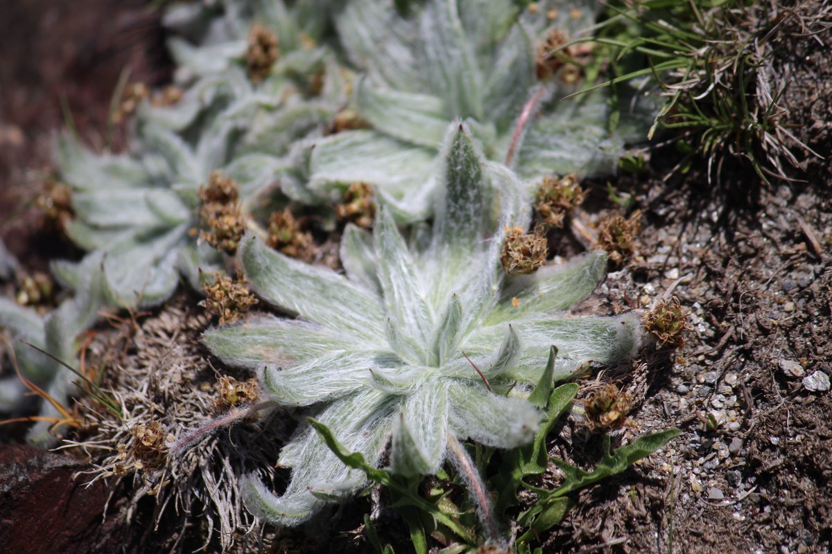 With nearly 1.500 taxa (250 of which are endemic!), peaks Veleta and Mulhacén stand out as the richest plant hotspot in the Iberian Peninsula
#InternationalMountainDay