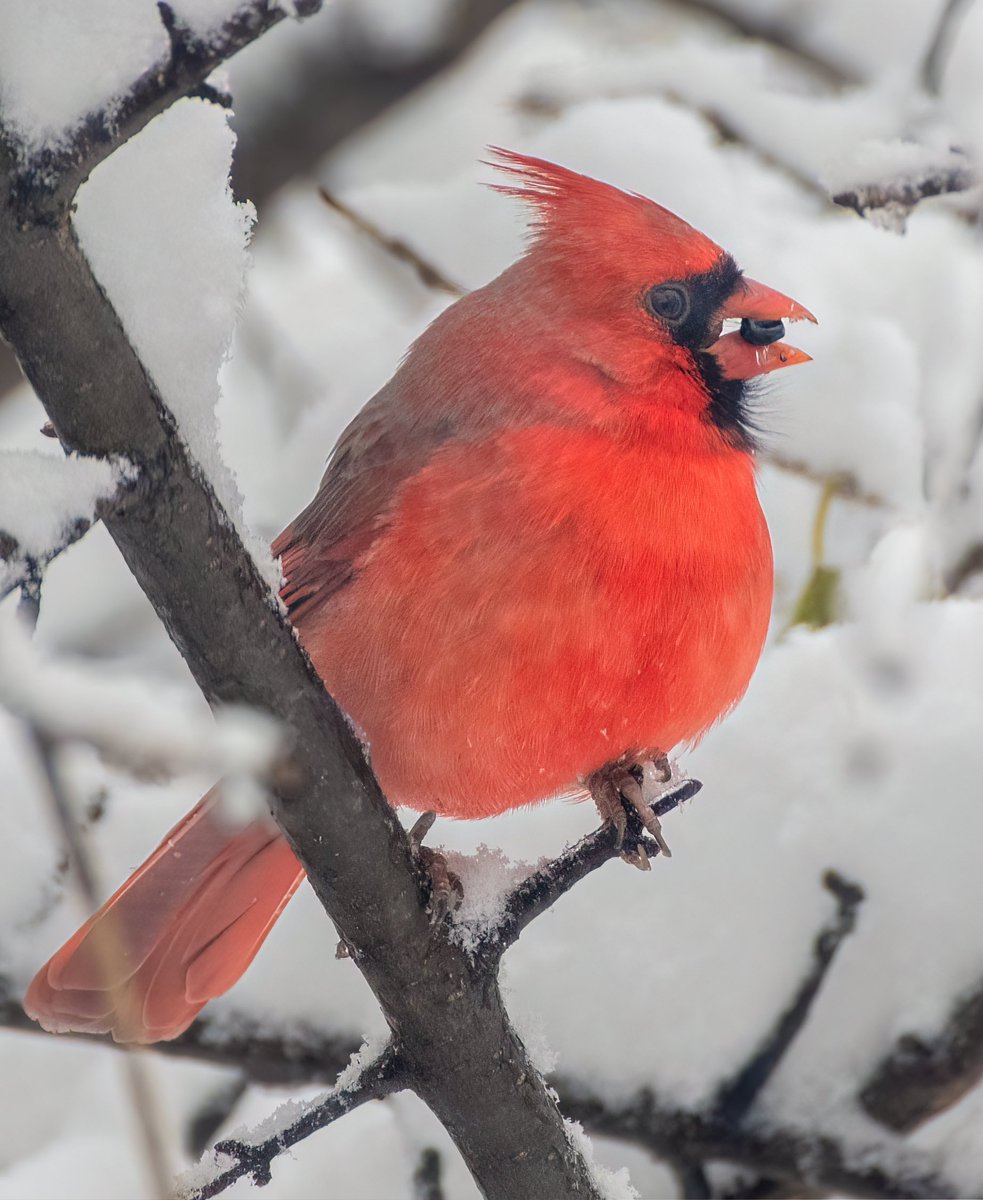 Northern Cardinals and snow, always a good combination. I’m always amazed to see how resilient those little birds can be in our harsh weather at times….better than me, for sure ! #birdwatching #birdphotography #naturephotography